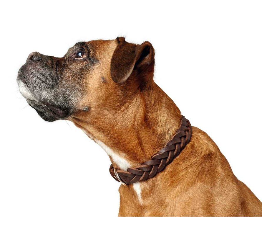 Dog Collar Solid Education Brown