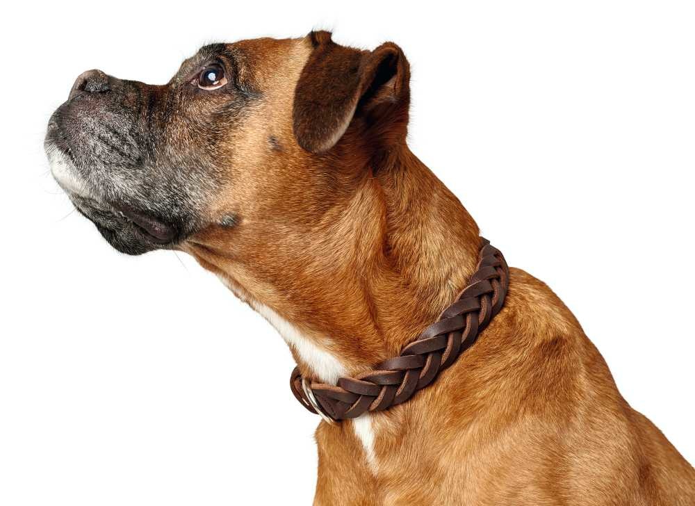 Hondenhalsband Solid Education Bruin