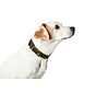 Dog Collar Solid Education Olive