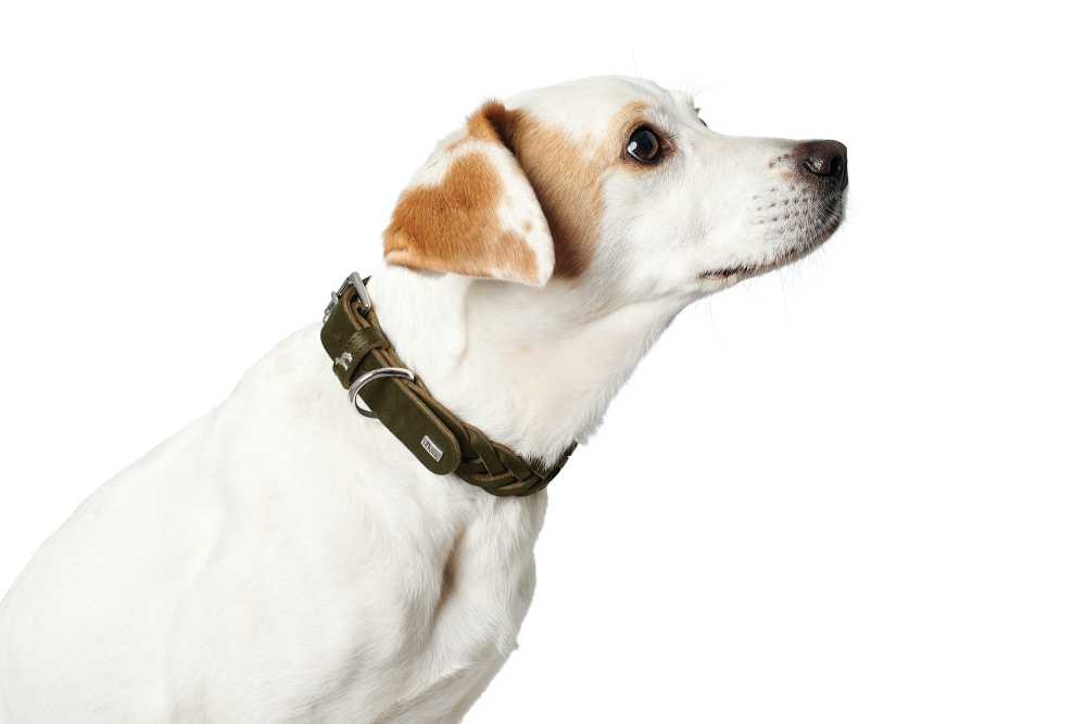 Hondenhalsband Solid Education Olive