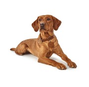 Hunter Hondenhalsband Solid Education Cognac