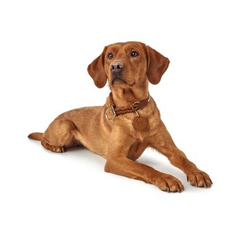 Hunter Training Halsband Hond Solid Education Cognac