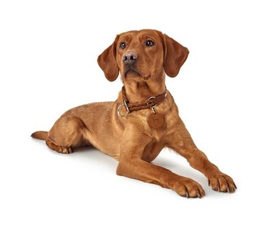 Hunter Dog Collar Solid Education Cognac