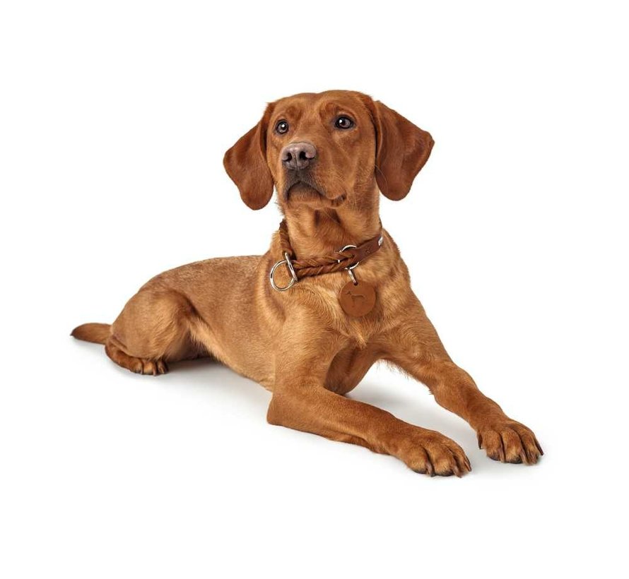 Hondenhalsband Solid Education Cognac