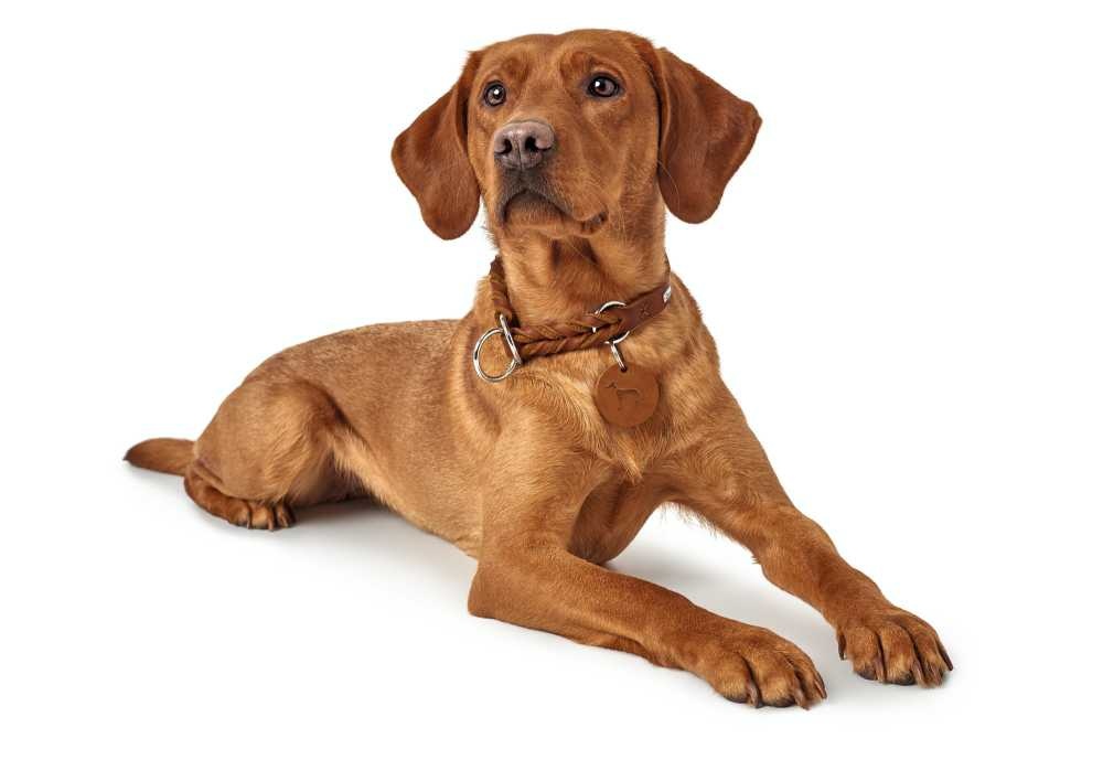 Sliphalsband Hond Solid Education Cognac