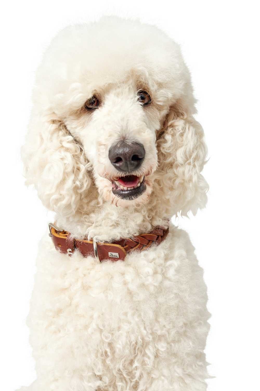 Afbeelding Hondenhalsband Solid Education Cognac door Petsonline