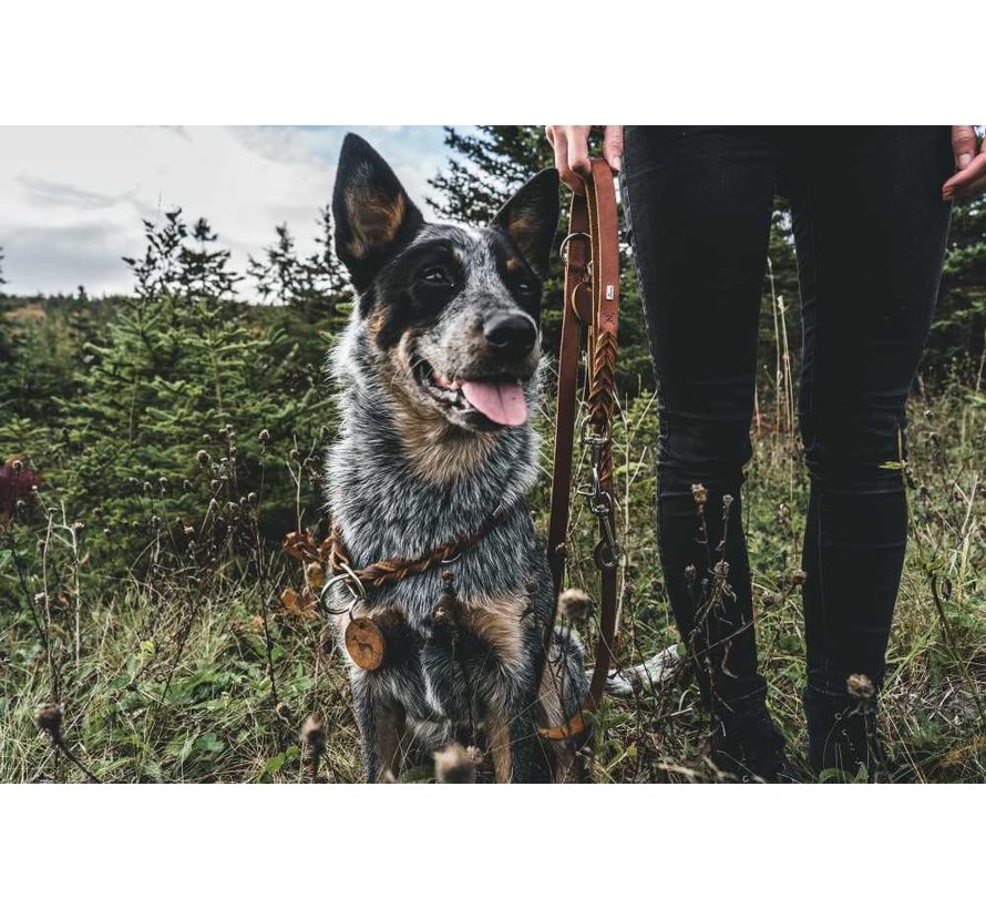 Hondenhalsband Solid Education Bruin