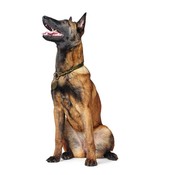 Hunter Hondenhalsband Solid Education Olive