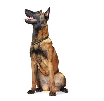 Hunter Hondenhalsband Solid Education Olive