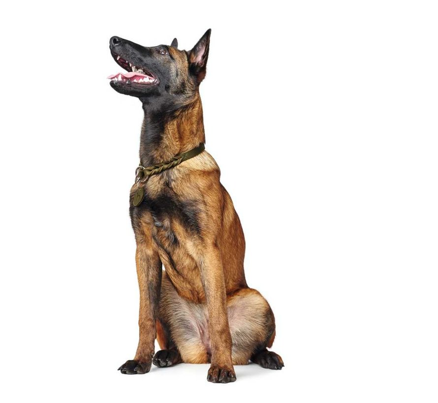 Hondenhalsband Solid Education Olive