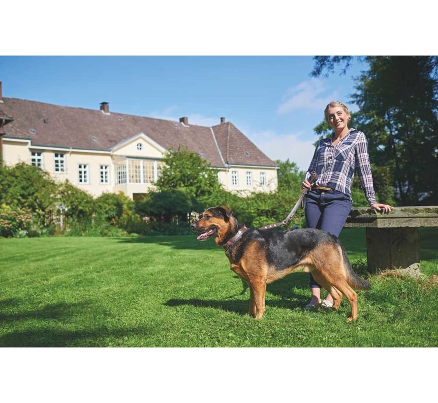 Swiss Brown Dog Collar