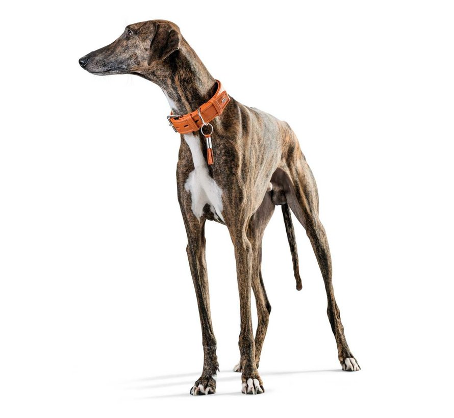 Dog Collar Cannes Orange