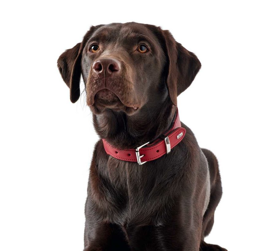 Dog Collar Basic Red