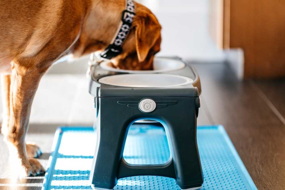 Afbeelding Adjustable Height Pet Feeder Light Grey door Petsonline