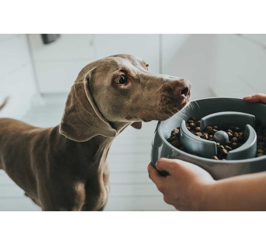 Slow Feeder Bowl Atlanta Grey