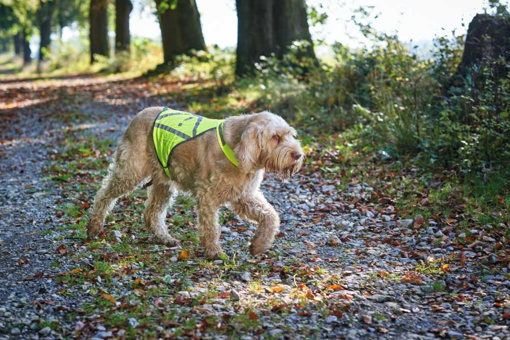Veiligheidsvest