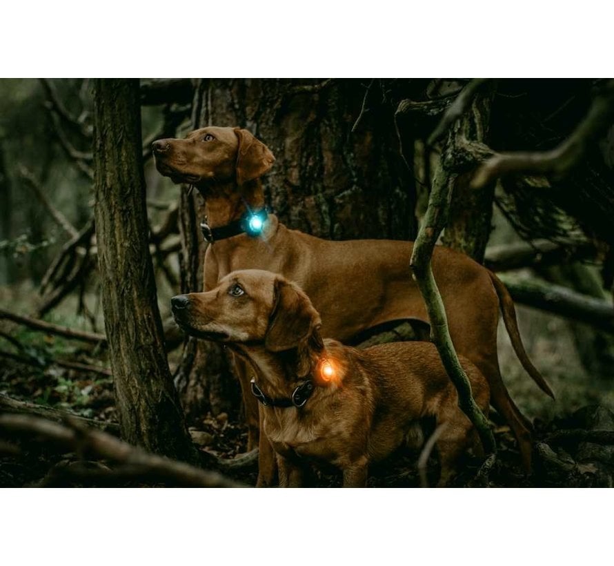 Dog Dual Light Amber