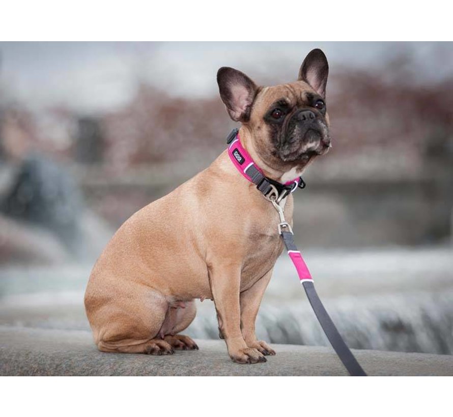 Dog Collar Urban Explorer Wild Rose