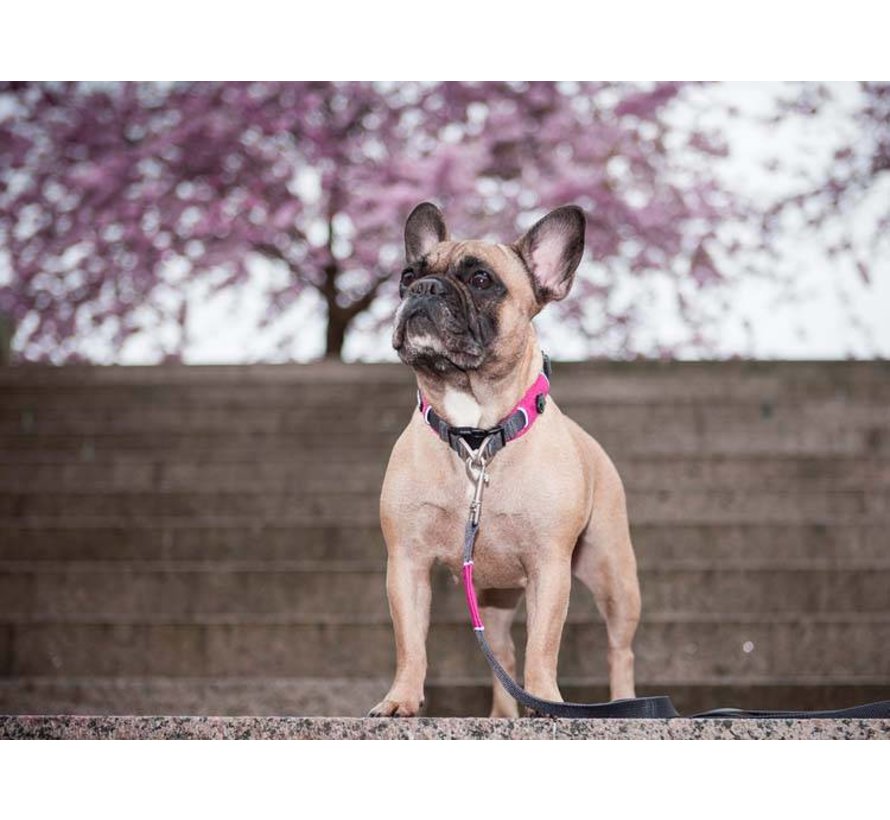 Dog Collar Urban Explorer Wild Rose