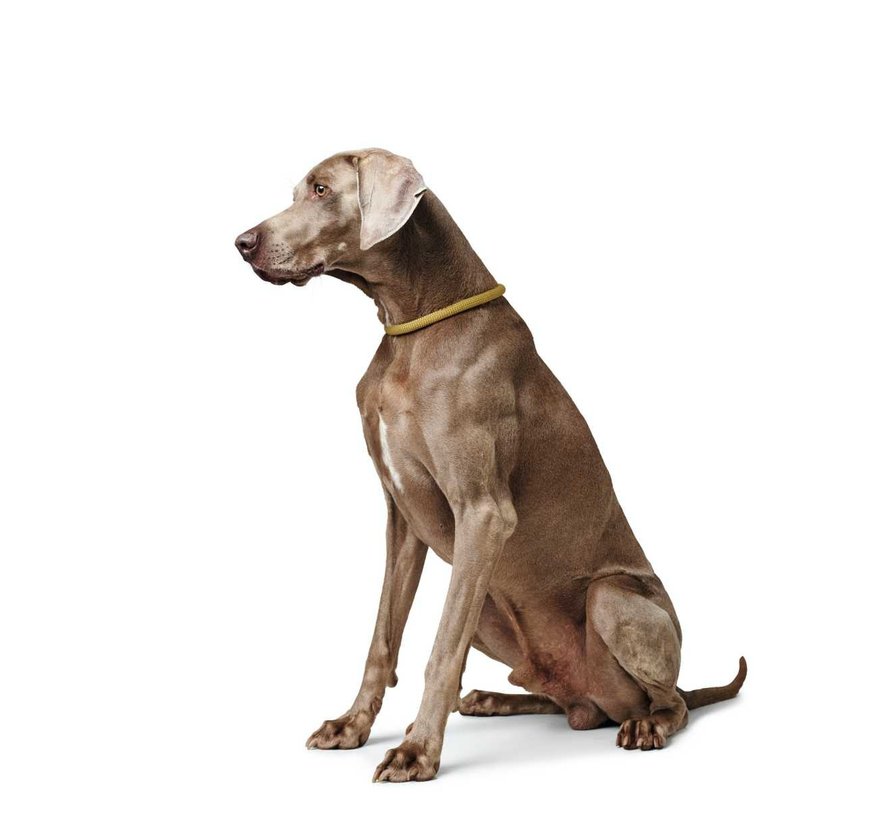 Training Halsband Hond Eiby Freestyle Geel