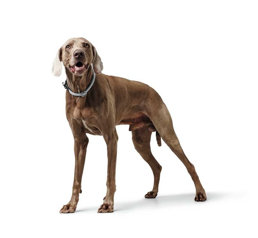 Slip Collar Eiby Freestyle Grey