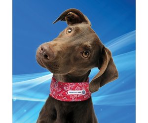 Aqua Coolkeeper Koelhalsband Red Western - Petsonline