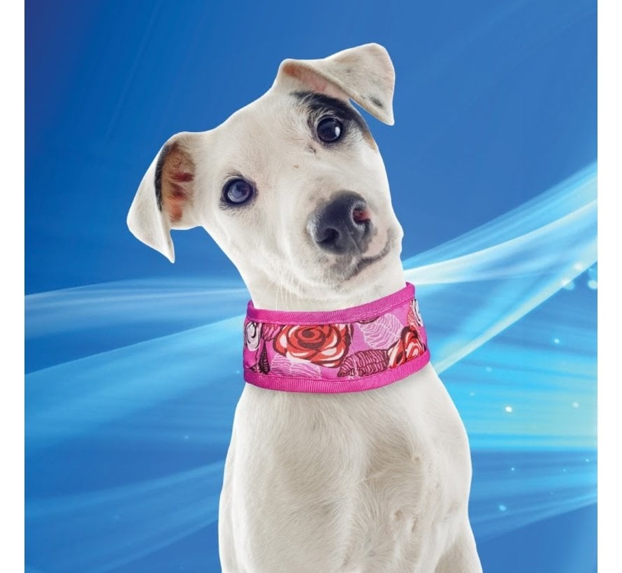 Pet cooling shop collar