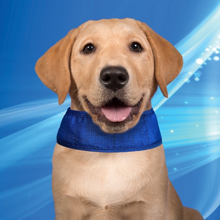 Afbeelding Aqua Coolkeeper Collar - Pacific Blue door Petsonline