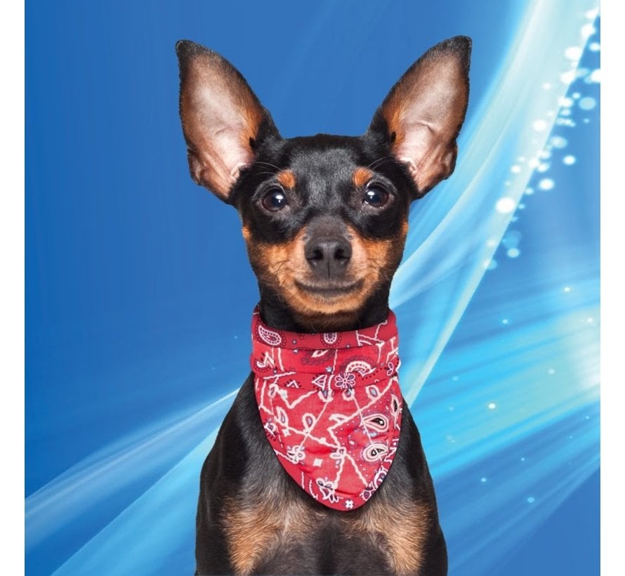 Moreel onderwijs Ontspannend metro Aqua Coolkeeper Koel Bandana Hond Red Western - Petsonline