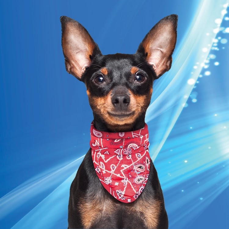 Cooling Pet Bandana Red Western