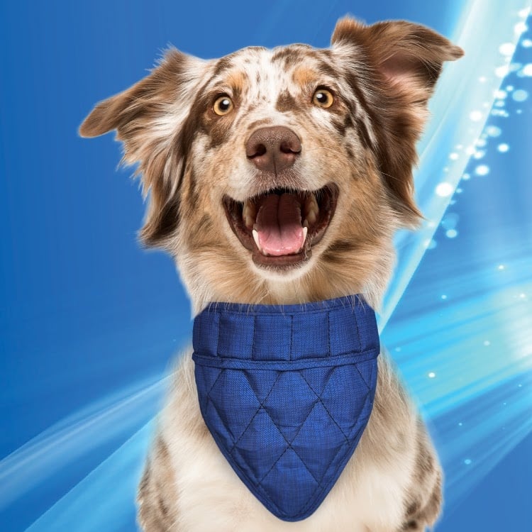 Afbeelding Aqua Coolkeeper Bandana - Blauw - L door Petsonline