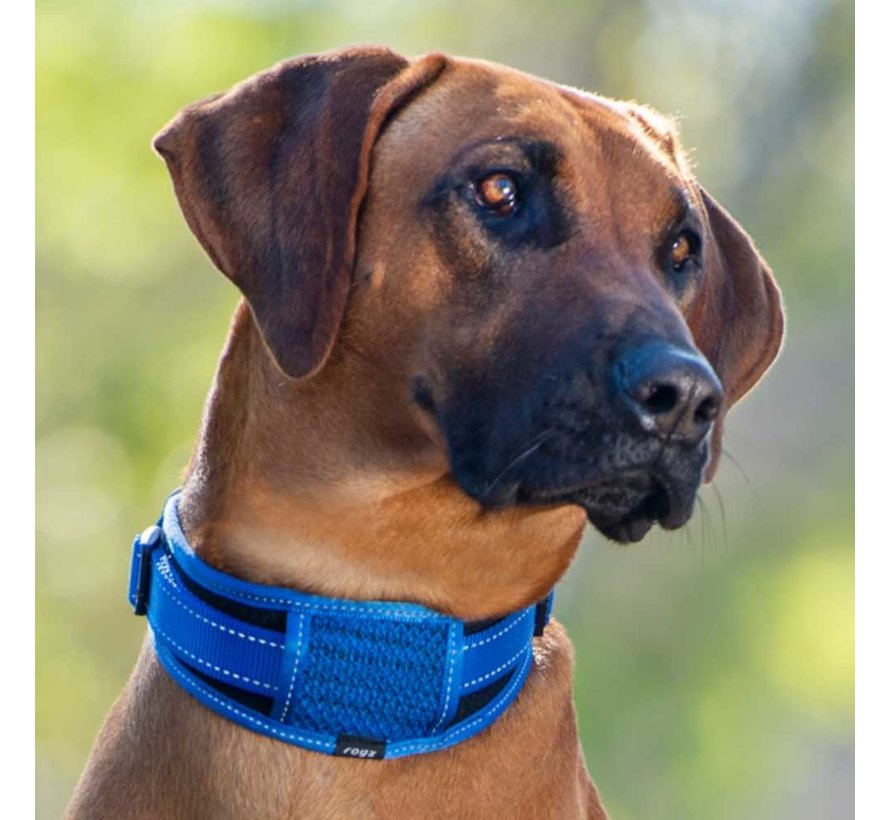 Dog Collar Utility Padded Blue