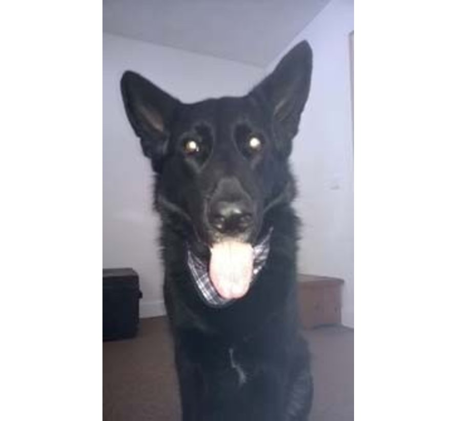 Koelbandana Hond Scottish Grey