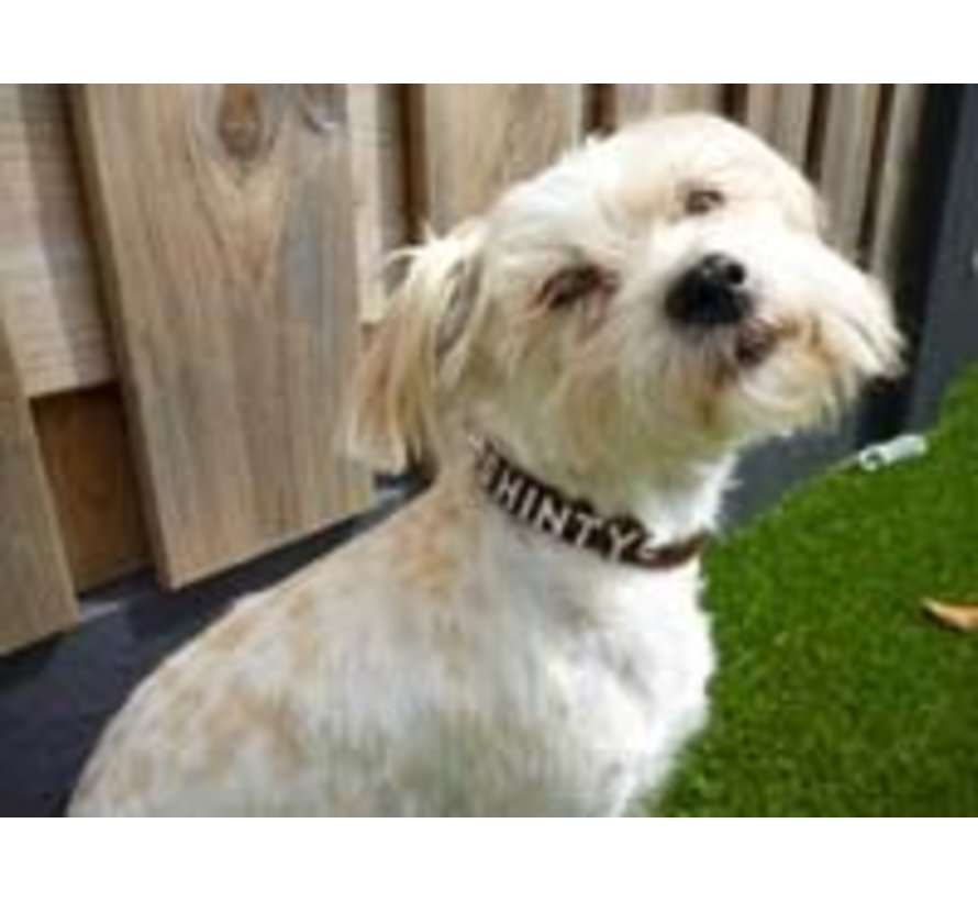 Dog Collar With Name Brown (Medium)