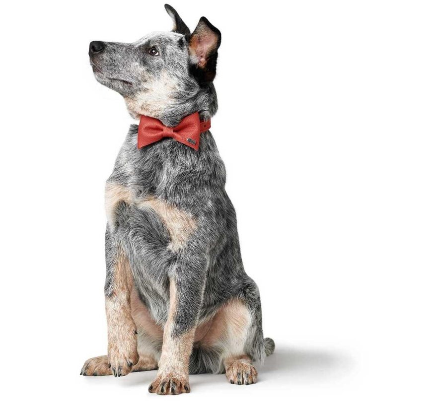 Dog Bow Tie Paris Red