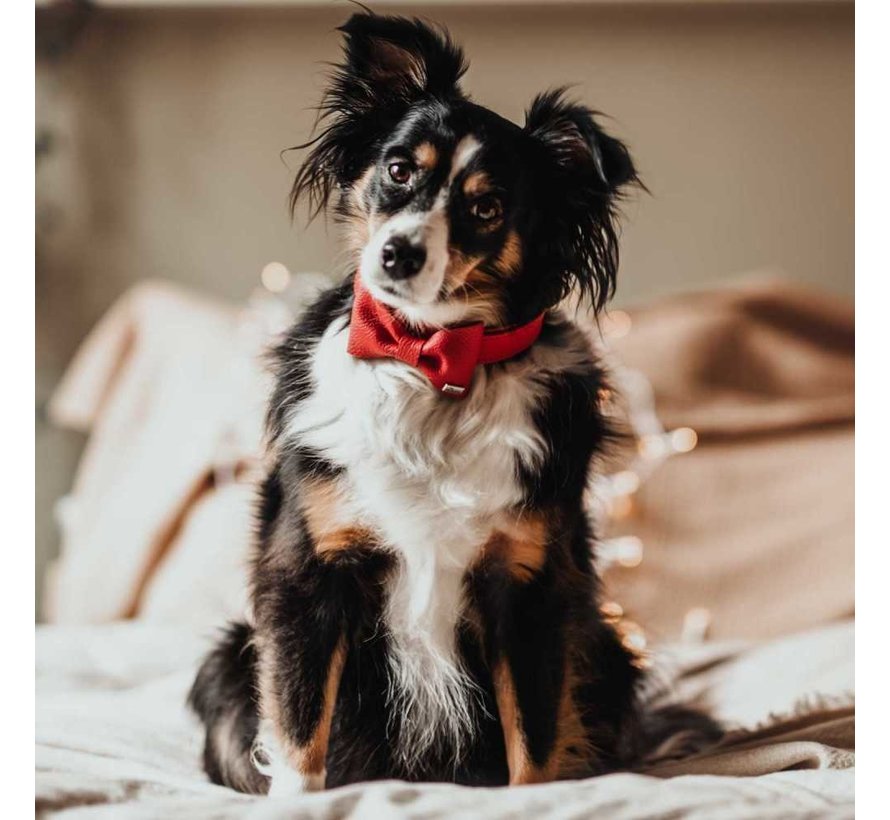 Dog Bow Tie Paris Red