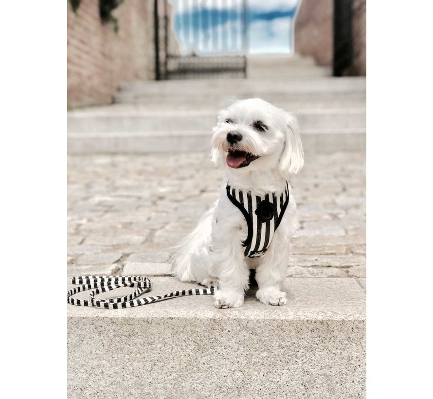 Dog Harness Zebra