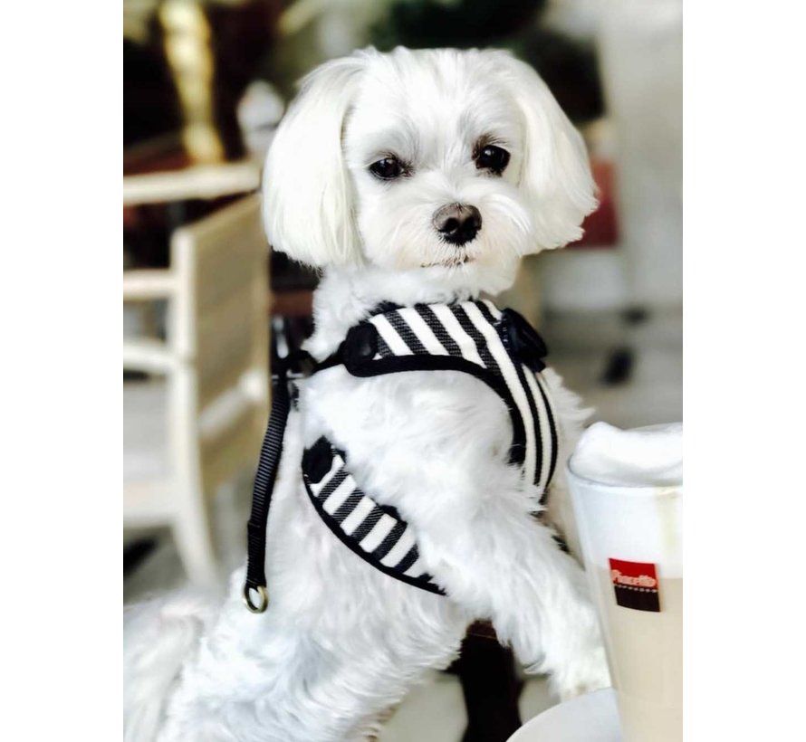 Barcelona Dogs Dog Harness Zebra - Petsonline