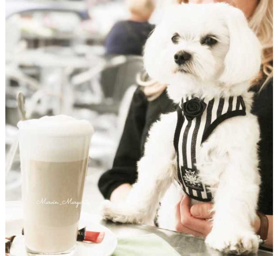 Dog Harness Zebra