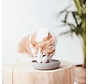 Cat Bowl Bamboo Merengue