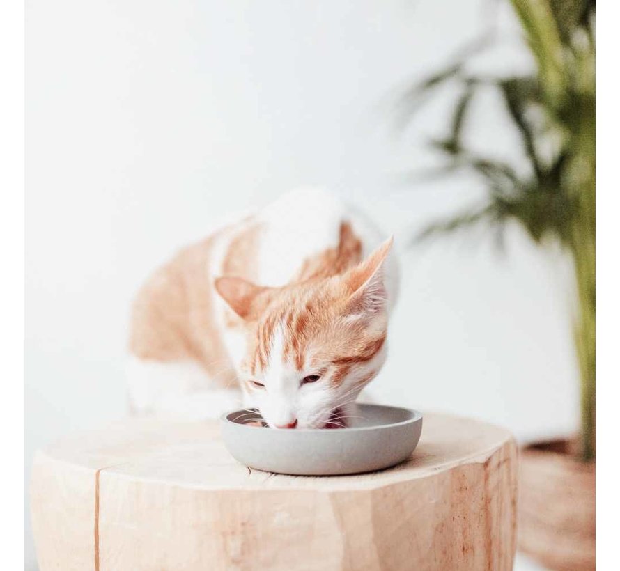 Cat Bowl Bamboo Merengue