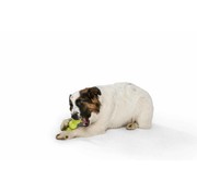 West Paw Dog Toy Zogoflex Rumpus Green