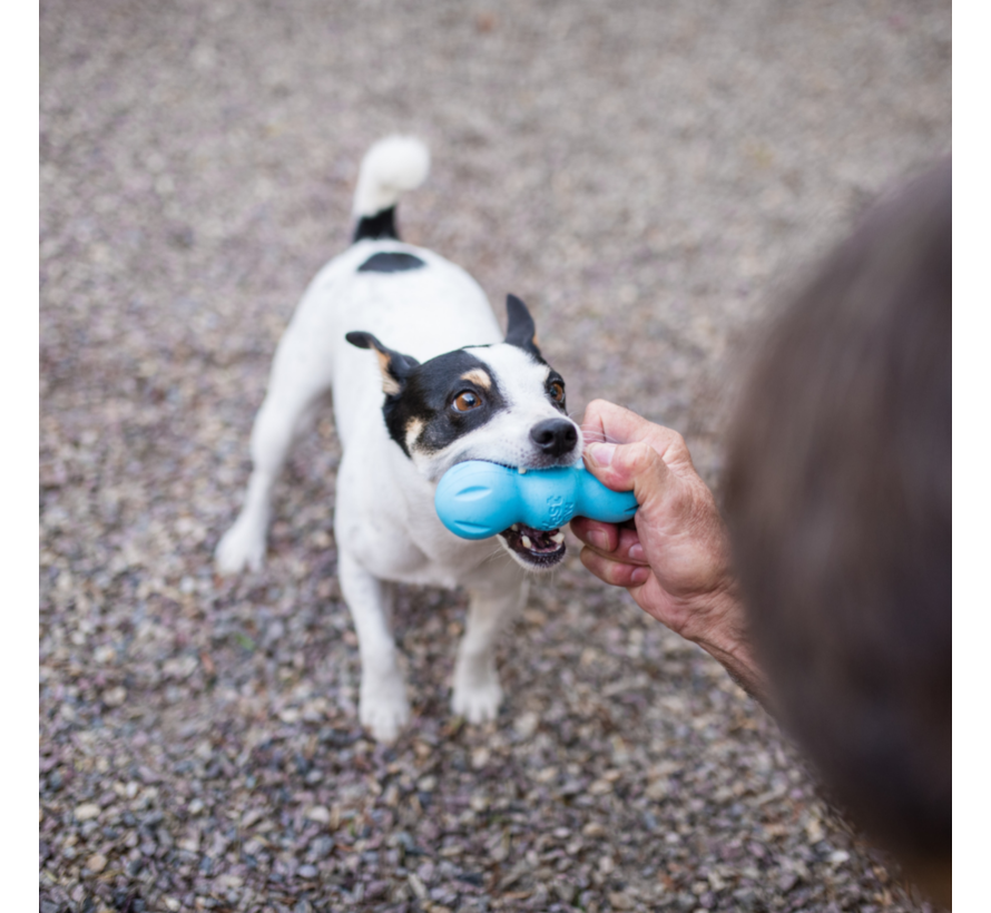 Dog Toy Zogoflex Rumpus Aqua