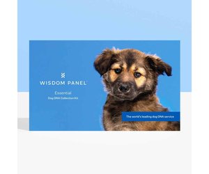 German Shepherd Wisdom Dog Dna Test Wisdom Panel Essential DNA
