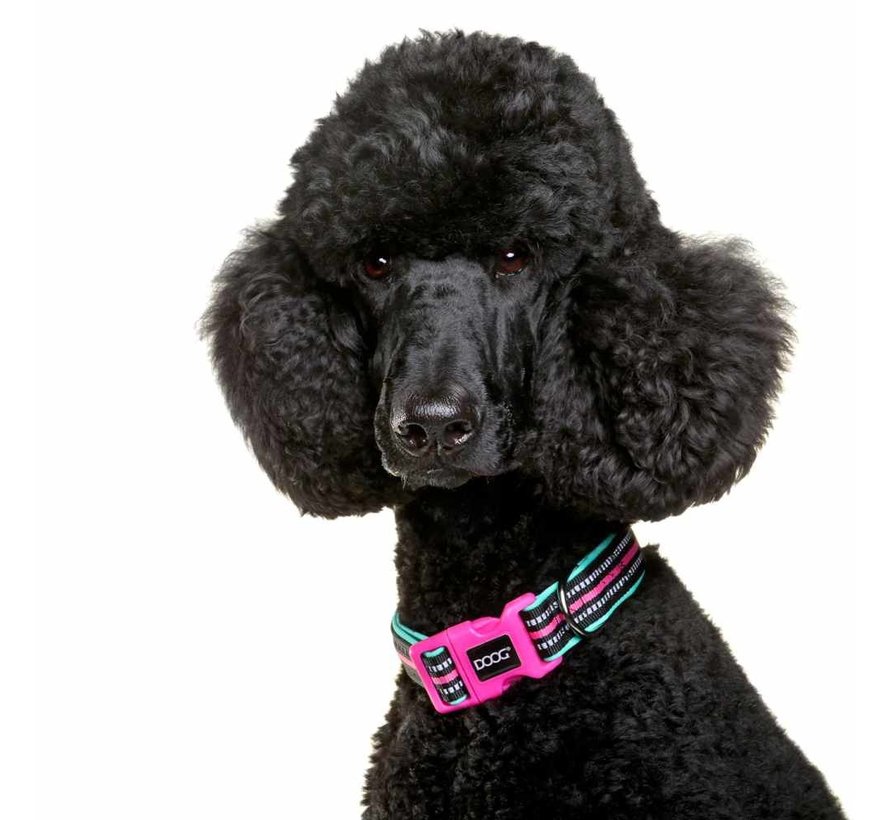 Dog Collar Neoprene Rin Tin Tin