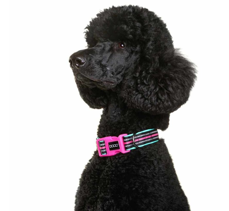 Dog Collar Neoprene Rin Tin Tin