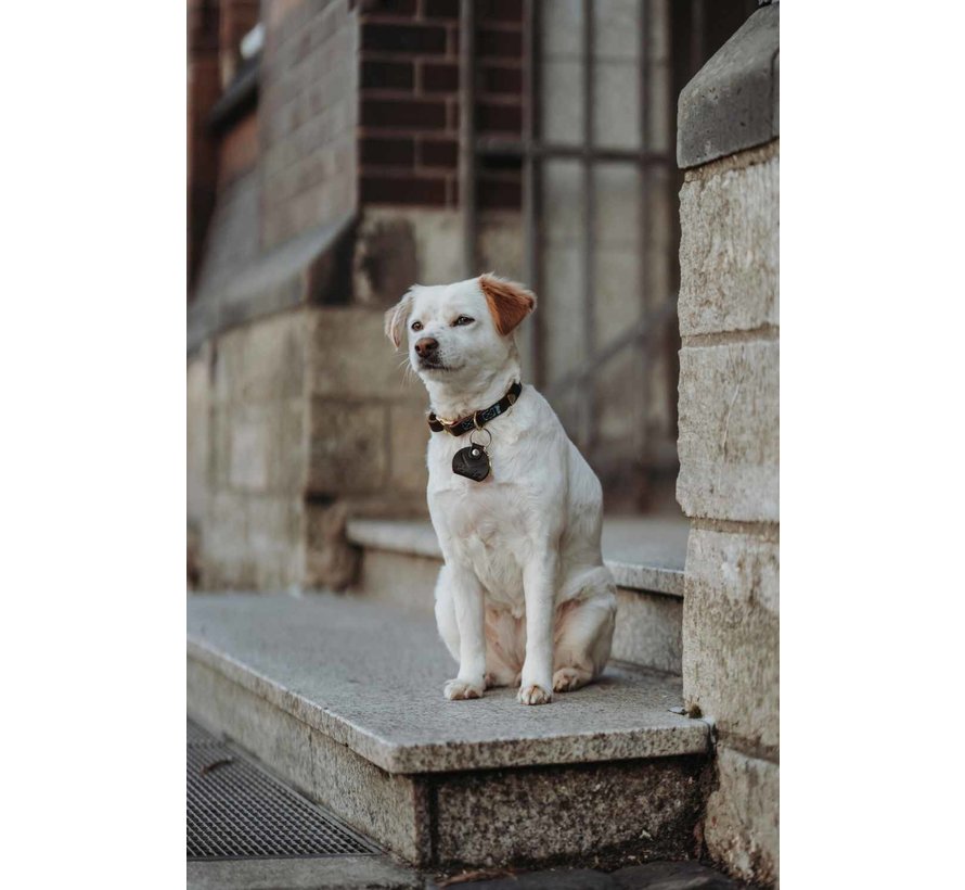 Dog Collar Sansibar Dark Brown