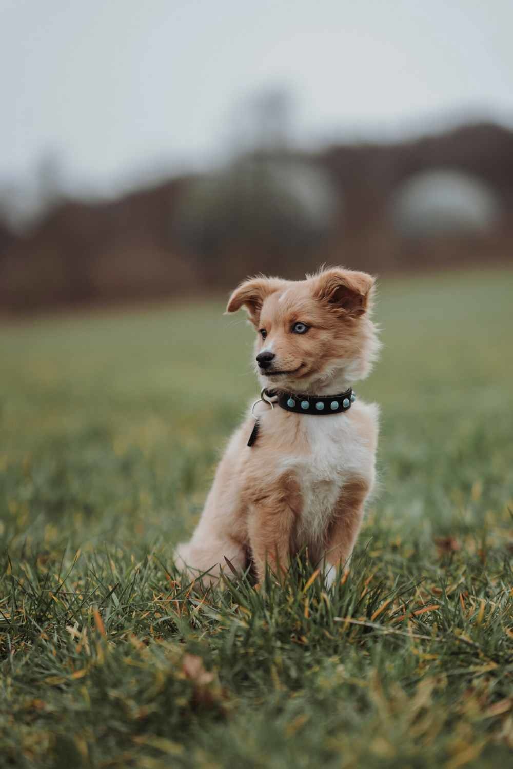 Afbeelding Hondenhalsband Modica door Petsonline