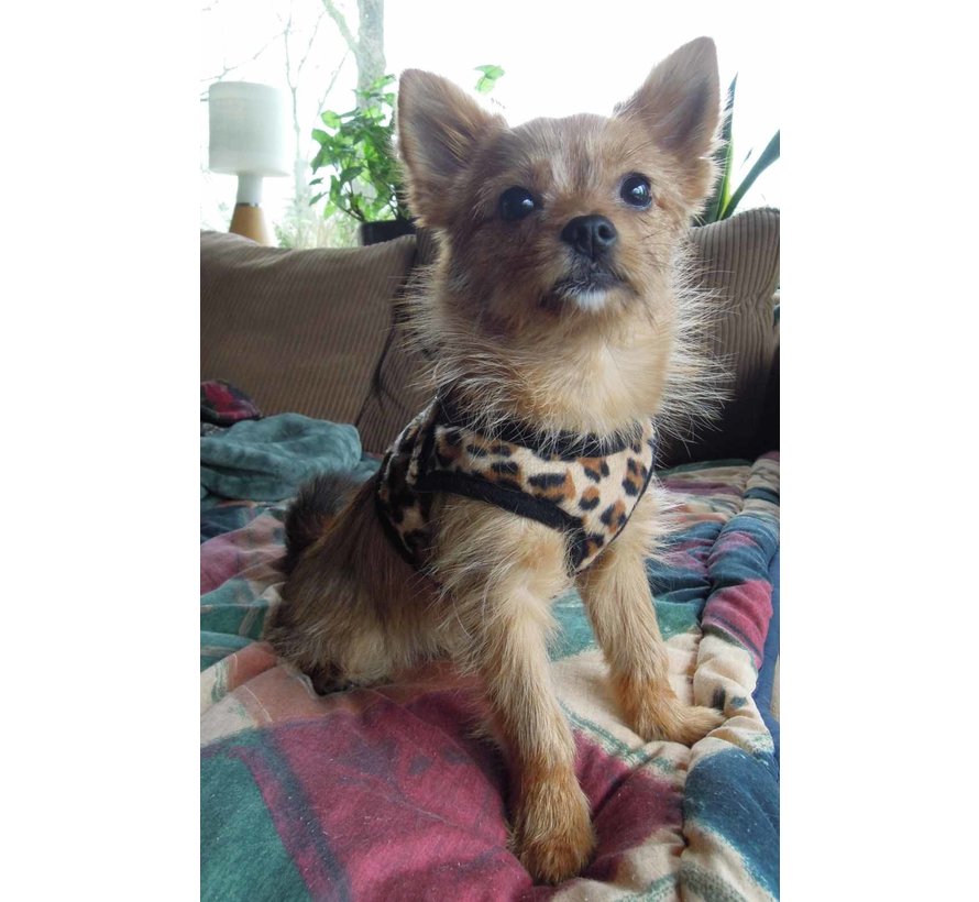 Dog Harness Comfy Harness Leopard brown