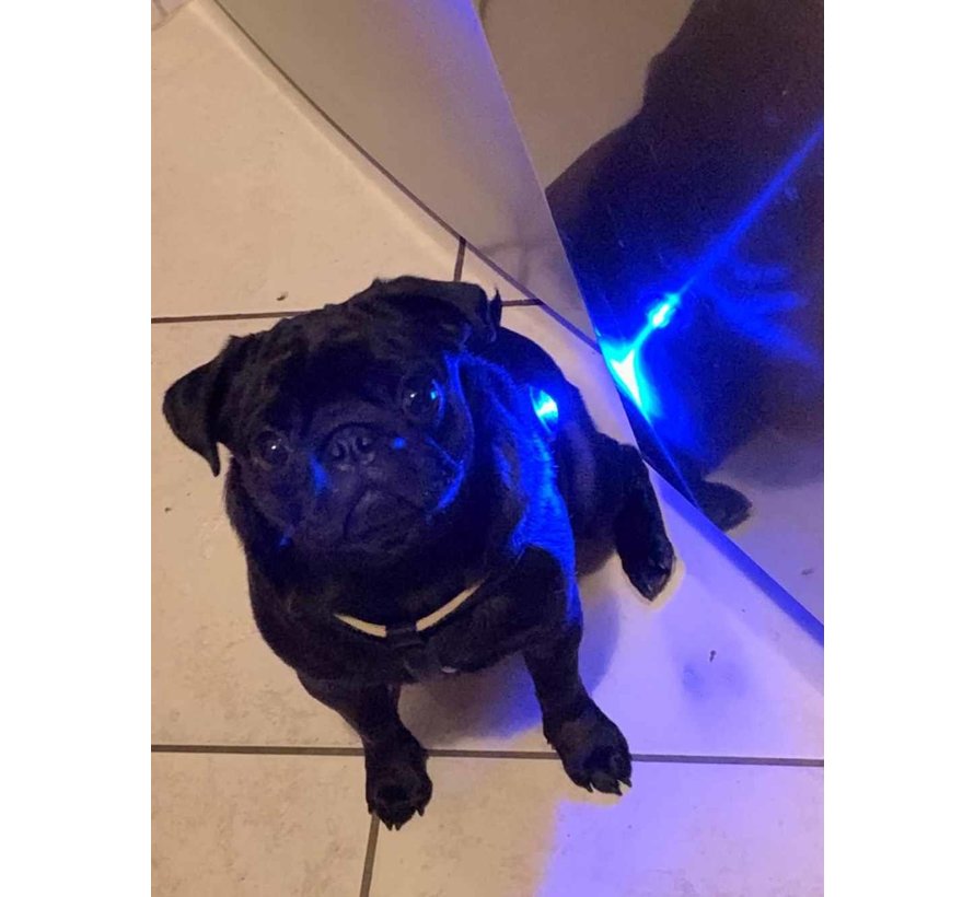 Dog Dual Light Blauw